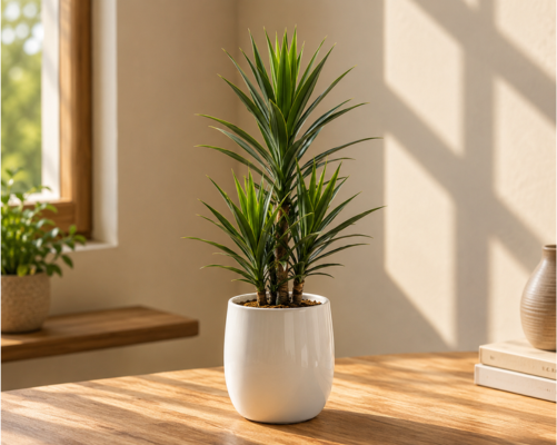 SBL - YUCCA